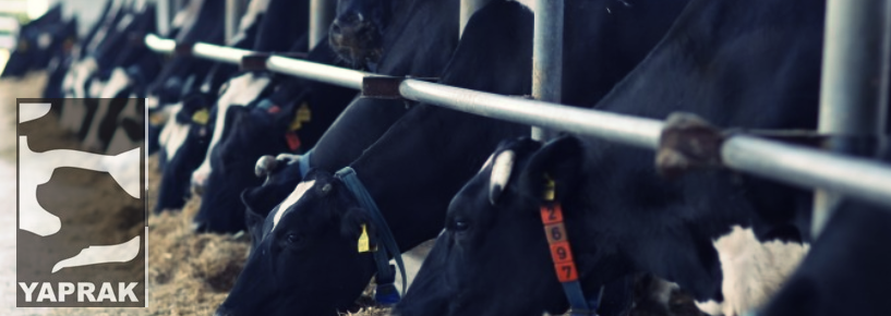 Yaprak Süt ve Besi (YAPRK) Hisse Senedi Detayları, Finansal Tabloları
